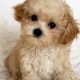 Adorable Teddy Bear Maltipoo Puppies Now Available! | Teddy Information – Everything You Need to Know About Teddy Bears