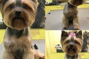 Cute Female Teddy Bear Yorkie Haircuts & Styles | Teddy Information – Everything You Need to Know About Teddy Bears
