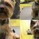 Cute Female Teddy Bear Yorkie Haircuts & Styles | Teddy Information – Everything You Need to Know About Teddy Bears