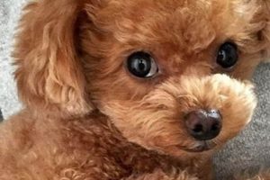 Adorable Teacup Poodle Teddy Bear Cut Guide | Teddy Information – Everything You Need to Know About Teddy Bears