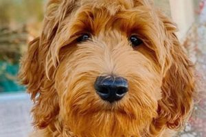 Charming English Teddy Bear Goldendoodle Puppies | Teddy Information – Everything You Need to Know About Teddy Bears
