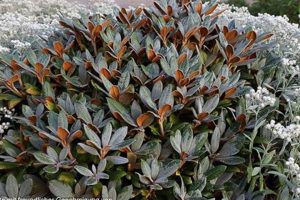 The Adorable Rhododendron Teddy Bear Shrub Teddy Information – Everything You Need to Know About Teddy Bears The Adorable Rhododendron Teddy Bear Shrub | Teddy Information – Everything You Need to Know About Teddy Bears
