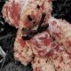 The Disturbing Truth About Bloody Teddy Bears | Teddy Information – Everything You Need to Know About Teddy Bears
