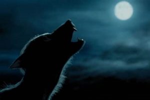 Was Teddy Lupin a Werewolf? Fact Check | Teddy Information – Everything You Need to Know About Teddy Bears