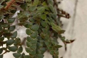 Easy Teddy Bear Vine Propagation Guide | Teddy Information – Everything You Need to Know About Teddy Bears