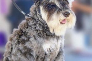Adorable Teddy Bear Schnauzer Cuts & Styles | Teddy Information – Everything You Need to Know About Teddy Bears