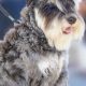 Adorable Teddy Bear Schnauzer Cuts & Styles | Teddy Information – Everything You Need to Know About Teddy Bears