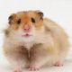 Adorable Long Haired Teddy Bear Hamsters: Care Guide | Teddy Information – Everything You Need to Know About Teddy Bears