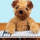 Master Teddy Bear Typing: Tips & Tricks | Teddy Information – Everything You Need to Know About Teddy Bears