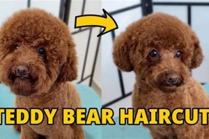 Adorable Teddy Bear Poodle Haircuts: Cute Styles | Teddy Information – Everything You Need to Know About Teddy Bears