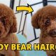 Adorable Teddy Bear Poodle Haircuts: Cute Styles | Teddy Information – Everything You Need to Know About Teddy Bears
