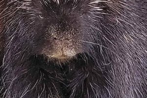 Is Teddy the Porcupine Still Living? Updates & Facts Teddy Information – Everything You Need to Know About Teddy Bears Is Teddy the Porcupine Still Living? Updates & Facts | Teddy Information – Everything You Need to Know About Teddy Bears