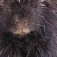 Is Teddy the Porcupine Still Living? Updates & Facts | Teddy Information – Everything You Need to Know About Teddy Bears