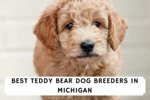 Meet the Top Teddy Bear Breeders & Artisans Teddy Information – Everything You Need to Know About Teddy Bears Meet the Top Teddy Bear Breeders & Artisans | Teddy Information – Everything You Need to Know About Teddy Bears