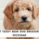 Meet the Top Teddy Bear Breeders & Artisans | Teddy Information – Everything You Need to Know About Teddy Bears