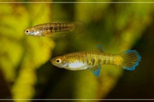 Adorable Tiger Teddy Fish: Care & Guide Teddy Information – Everything You Need to Know About Teddy Bears Adorable Tiger Teddy Fish: Care & Guide | Teddy Information – Everything You Need to Know About Teddy Bears