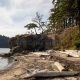 Discover Teddy Bear Cove, Bellingham WA: A Hidden Gem | Teddy Information – Everything You Need to Know About Teddy Bears