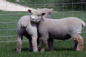 Adorable Teddy Bear Sheep: Cuteness Overload! | Teddy Information – Everything You Need to Know About Teddy Bears