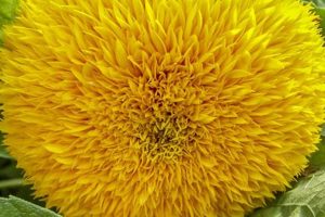 Charming Powder Puff Teddy Bear Sunflowers Teddy Information – Everything You Need to Know About Teddy Bears Charming Powder Puff Teddy Bear Sunflowers | Teddy Information – Everything You Need to Know About Teddy Bears