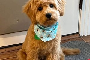 Adorable Teddy Bear Cut for Cavapoos: A Guide | Teddy Information – Everything You Need to Know About Teddy Bears