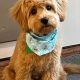 Adorable Teddy Bear Cut for Cavapoos: A Guide | Teddy Information – Everything You Need to Know About Teddy Bears