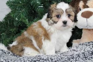 Adorable Teddy Bear Puppies in Wisconsin For Sale | Teddy Information – Everything You Need to Know About Teddy Bears