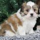 Adorable Teddy Bear Puppies in Wisconsin For Sale | Teddy Information – Everything You Need to Know About Teddy Bears