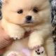 Adorable Teddy Bear Pomeranian Puppies For Sale | Teddy Information – Everything You Need to Know About Teddy Bears