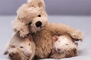 Adorable Mice with Teddy Bears: Cuddly Companions | Teddy Information – Everything You Need to Know About Teddy Bears