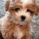 Adorable Miniature Teddy Bear Puppies Now Available! | Teddy Information – Everything You Need to Know About Teddy Bears