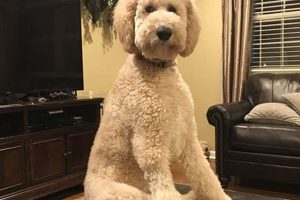 Adorable Teddy Bear Standard Poodle Cuts | Teddy Information – Everything You Need to Know About Teddy Bears