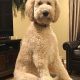 Adorable Teddy Bear Standard Poodle Cuts | Teddy Information – Everything You Need to Know About Teddy Bears