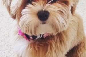 Adorable Teddy Bear Shorkie Haircuts & Styles | Teddy Information – Everything You Need to Know About Teddy Bears