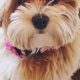 Adorable Teddy Bear Shorkie Haircuts & Styles | Teddy Information – Everything You Need to Know About Teddy Bears