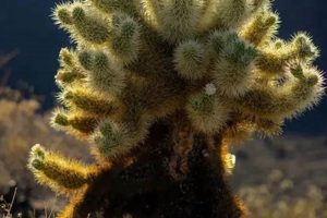 Cuddly Cholla Cactus Teddy Bear Plush Toys & Gifts | Teddy Information – Everything You Need to Know About Teddy Bears