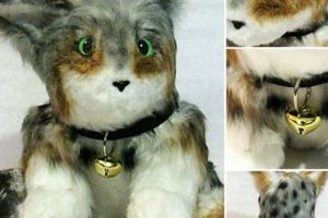 Cuddly Bobcat Teddy Plush Toys & Stuffed Animals | Teddy Information – Everything You Need to Know About Teddy Bears