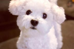 Adorable Bichon Frise Teddy Bear Cut Guide | Teddy Information – Everything You Need to Know About Teddy Bears