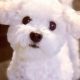 Adorable Bichon Frise Teddy Bear Cut Guide | Teddy Information – Everything You Need to Know About Teddy Bears