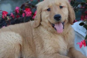 Golden Retriever Teddy's Age: How Old Is He? | Teddy Information – Everything You Need to Know About Teddy Bears