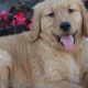 Golden Retriever Teddy's Age: How Old Is He? | Teddy Information – Everything You Need to Know About Teddy Bears
