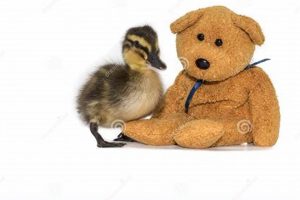 Adorable Duckling Teddy Bears & Plush Toys | Teddy Information – Everything You Need to Know About Teddy Bears