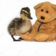 Adorable Duckling Teddy Bears & Plush Toys | Teddy Information – Everything You Need to Know About Teddy Bears