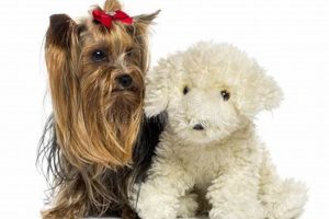 Adorable Terrier Teddy Bear Puppies & Grooming | Teddy Information – Everything You Need to Know About Teddy Bears