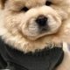Adorable Teddy Bear Chow Chow Puppies &amp; Dogs | Teddy Information – Everything You Need to Know About Teddy Bears
