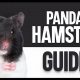 Cuddly Panda Hamster Plush Toys | Soft & Adorable | Teddy Information – Everything You Need to Know About Teddy Bears