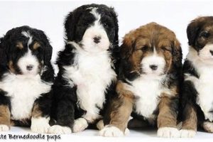 Adorable Teddy Bear Bernedoodle Puppies | Teddy Information – Everything You Need to Know About Teddy Bears