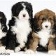 Adorable Teddy Bear Bernedoodle Puppies | Teddy Information – Everything You Need to Know About Teddy Bears