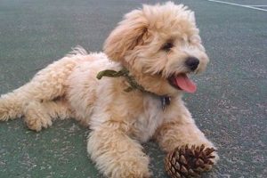 Adorable Teddy Bear Bichon Frise Grooming Guide | Teddy Information – Everything You Need to Know About Teddy Bears