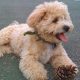 Adorable Teddy Bear Bichon Frise Grooming Guide | Teddy Information – Everything You Need to Know About Teddy Bears
