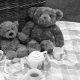 Unmasking the Teddy Bear Picnic: Dark Meaning & Theories | Teddy Information – Everything You Need to Know About Teddy Bears